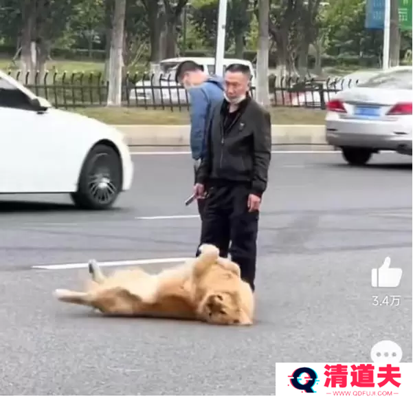 站岗小狗梗出处含义介绍