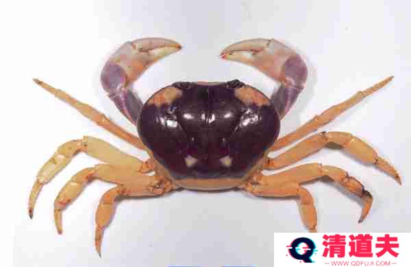 神奇海洋2月15日今日答案2025