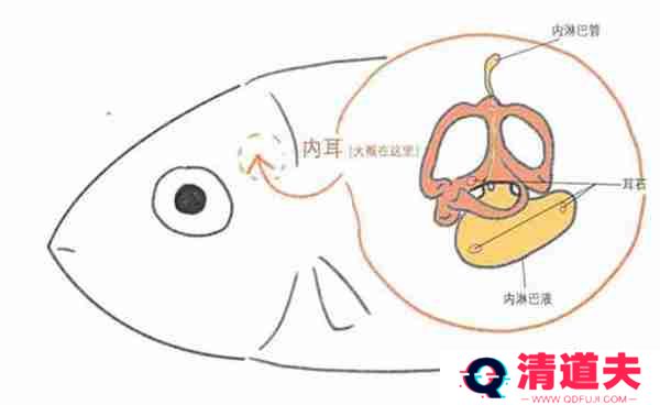 支付宝神奇海洋鱼有耳朵吗